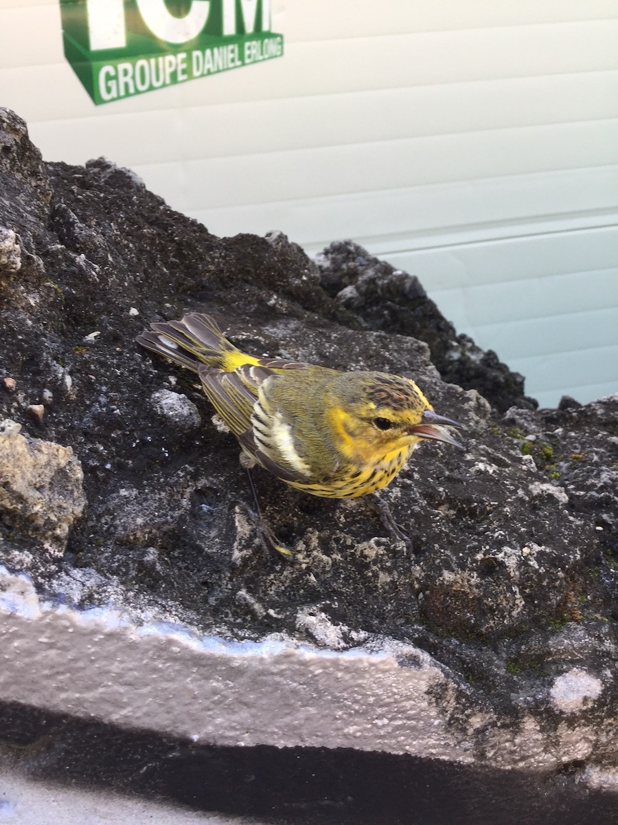 Cape May Warbler - ML199554331