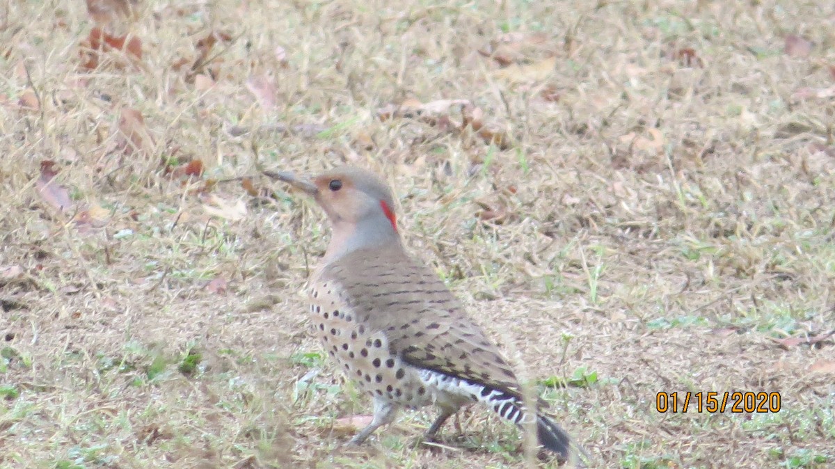 Northern Flicker (Yellow-shafted) - ML199555031