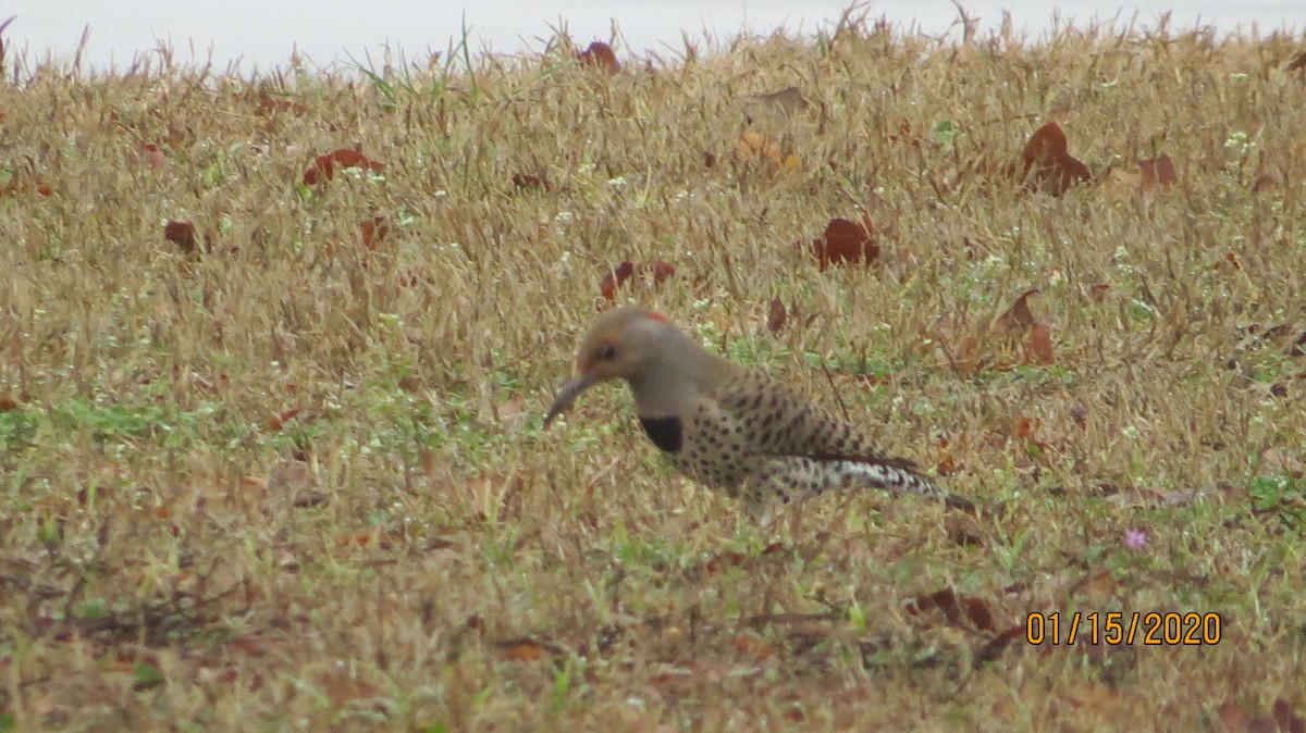 Northern Flicker (Yellow-shafted) - ML199555081