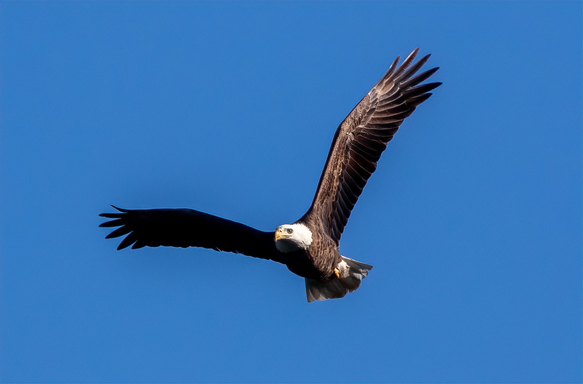 Bald Eagle - ML199555331