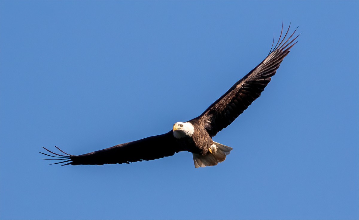 Bald Eagle - ML199555351