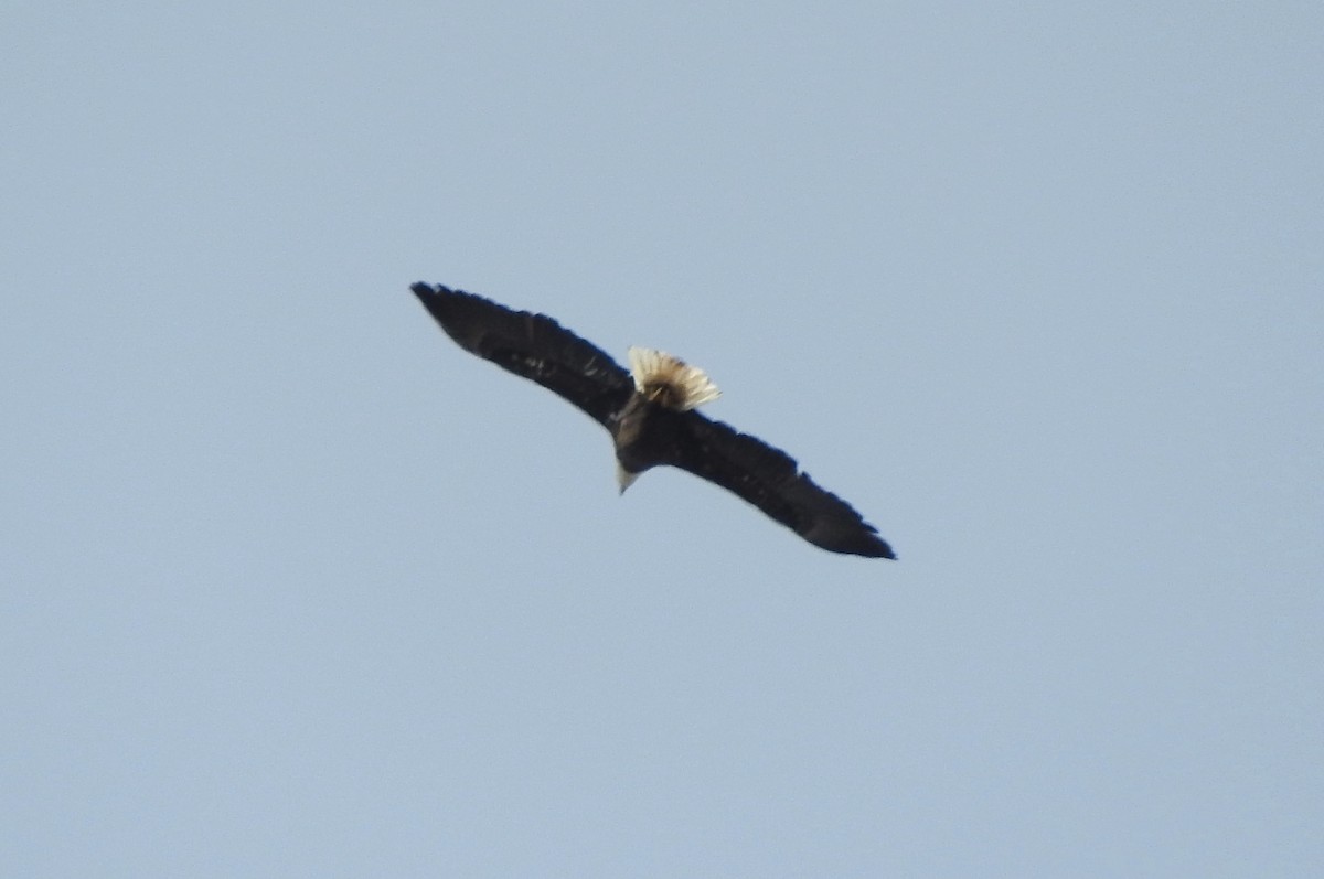 Bald Eagle - ML199560481