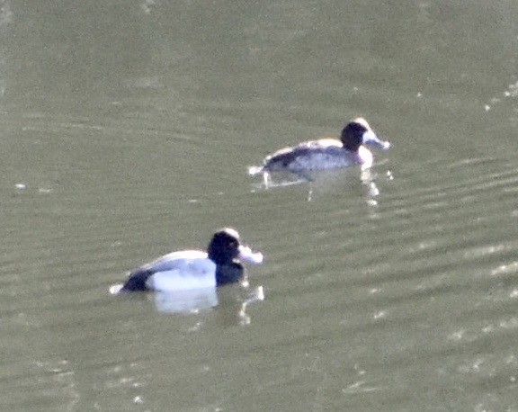 Tufted Duck - ML199561541