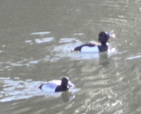 Tufted Duck - John/Linda Mendoza