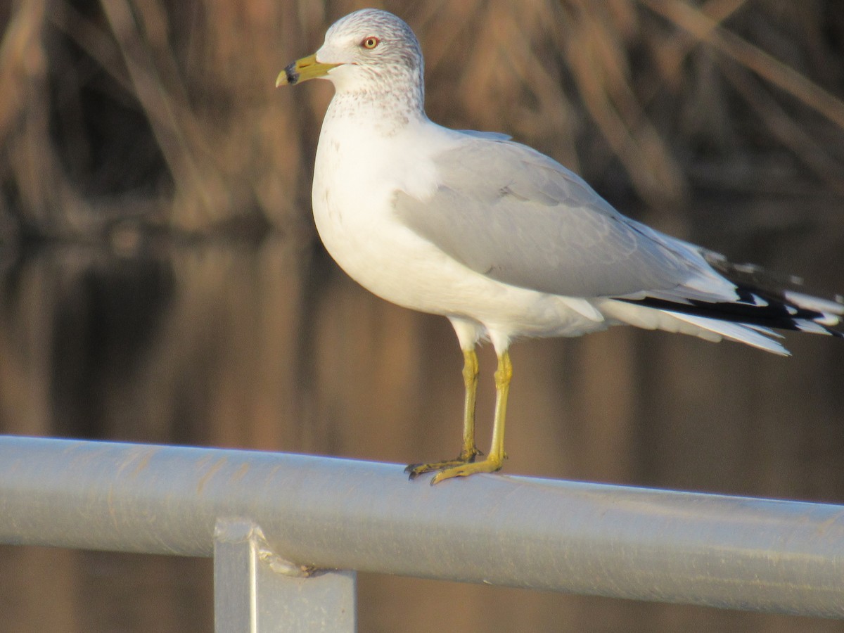 Ring-billed Gull - John Coyle