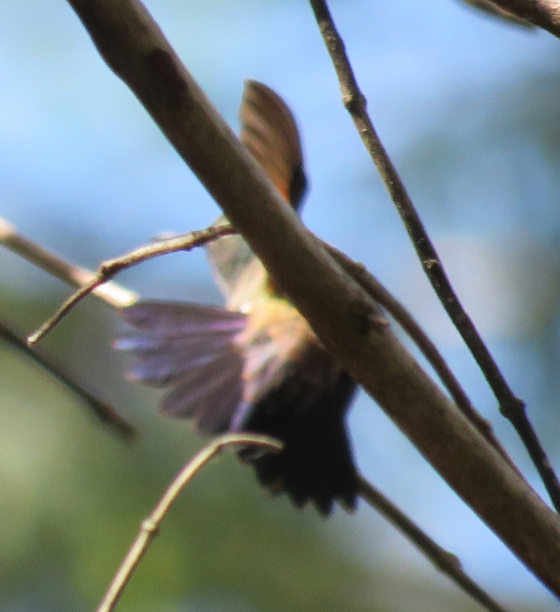 Blue-tailed Hummingbird - ML199564651