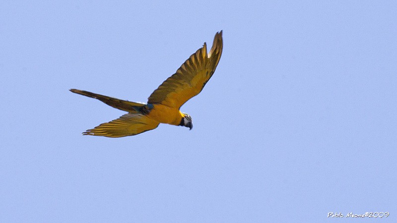 Blue-and-yellow Macaw - Pablo Meoniz