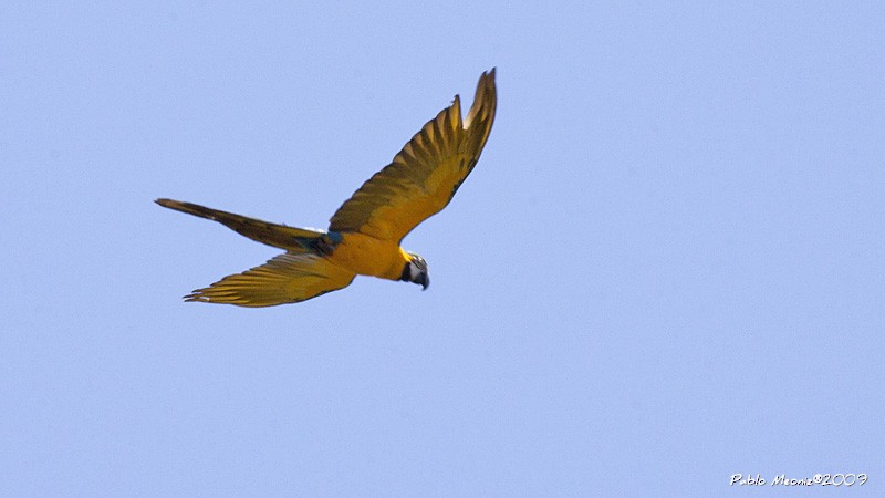 Blue-and-yellow Macaw - ML199564671