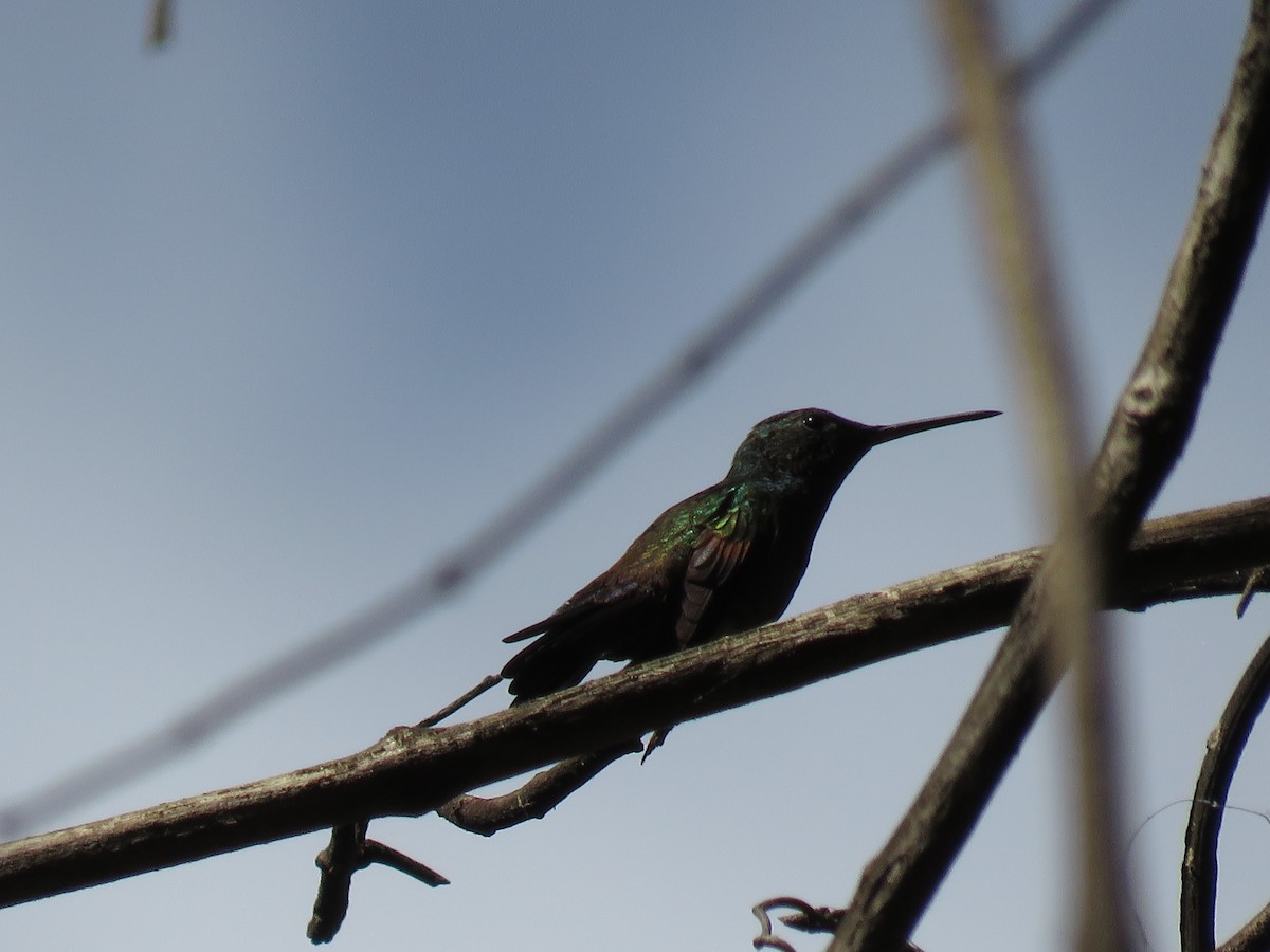 Blue-tailed Hummingbird - ML199564741