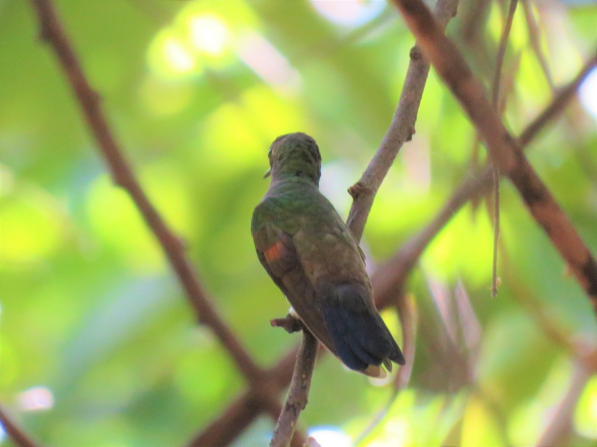 kolibřík středoamerický - ML199564751