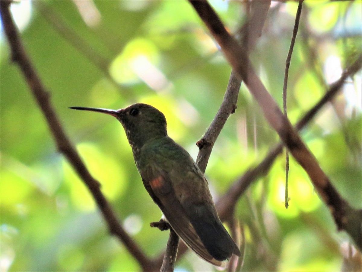 Blue-tailed Hummingbird - ML199564761
