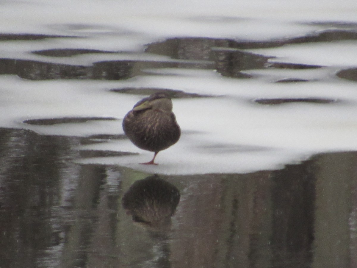 American Black Duck - ML199565261