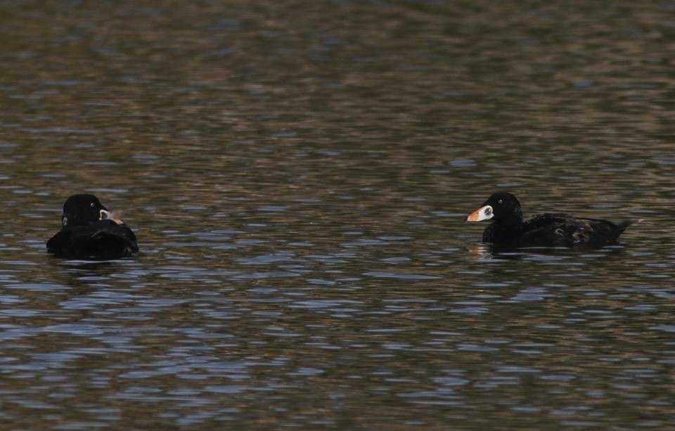 Surf Scoter - ML199565291