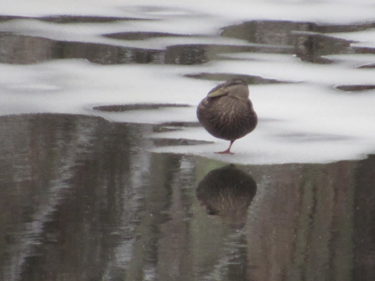 American Black Duck - ML199565301