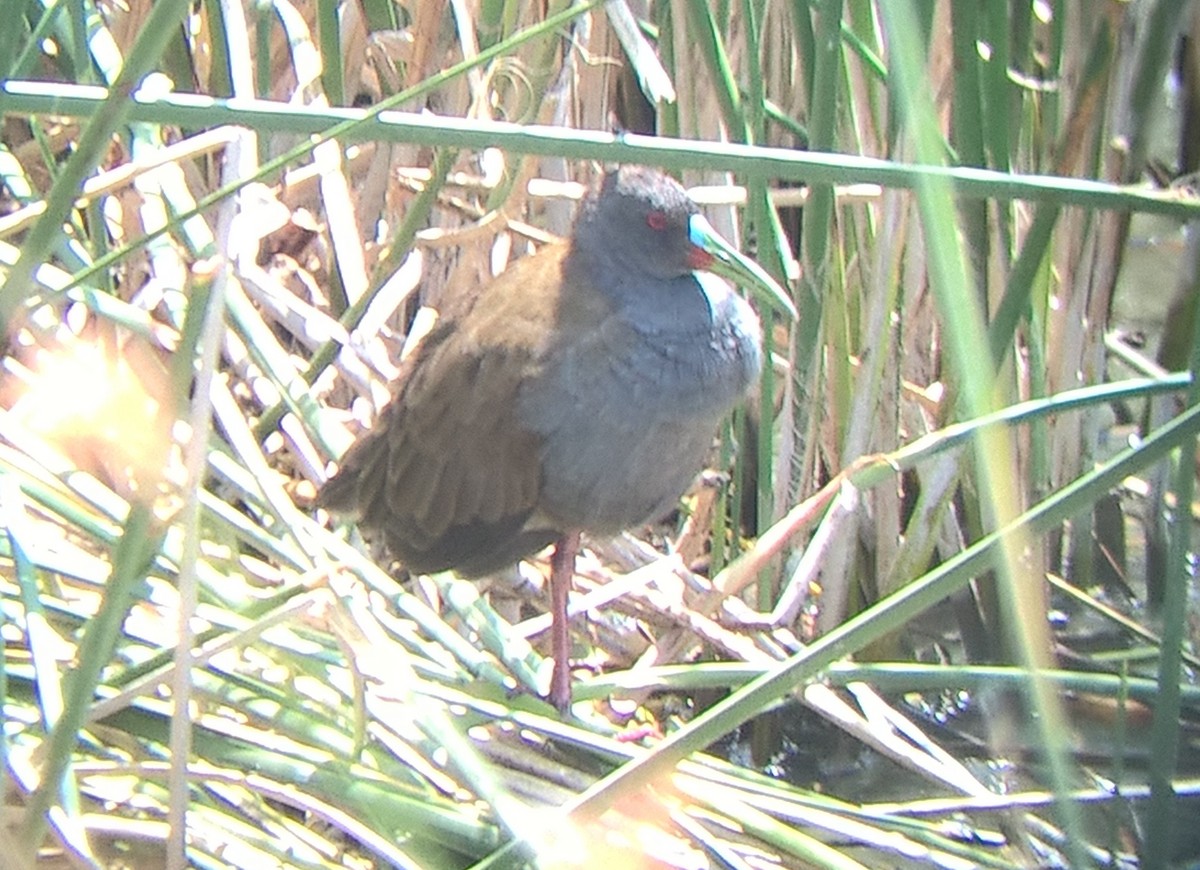 Plumbeous Rail - ML199566651