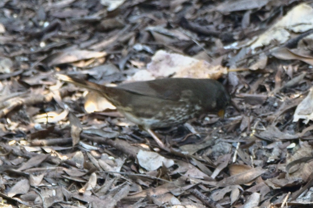 Fox Sparrow - ML199568391