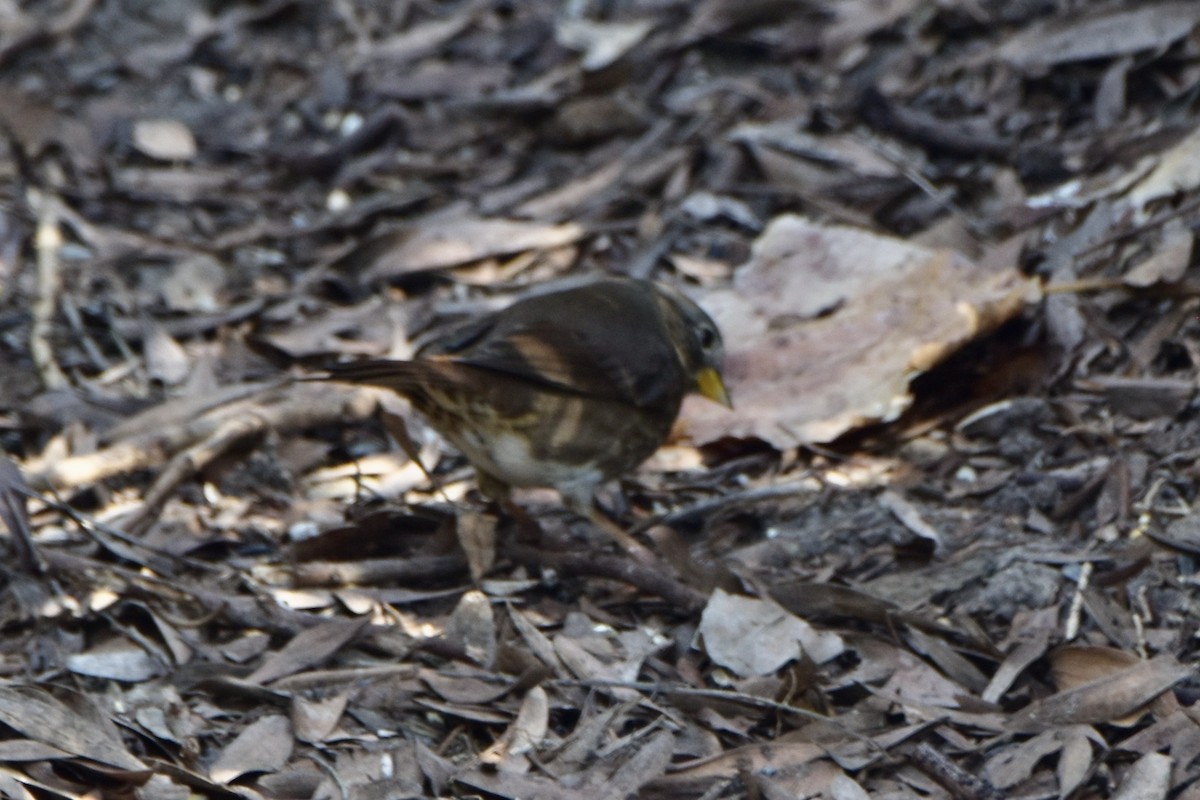 Fox Sparrow - ML199568401