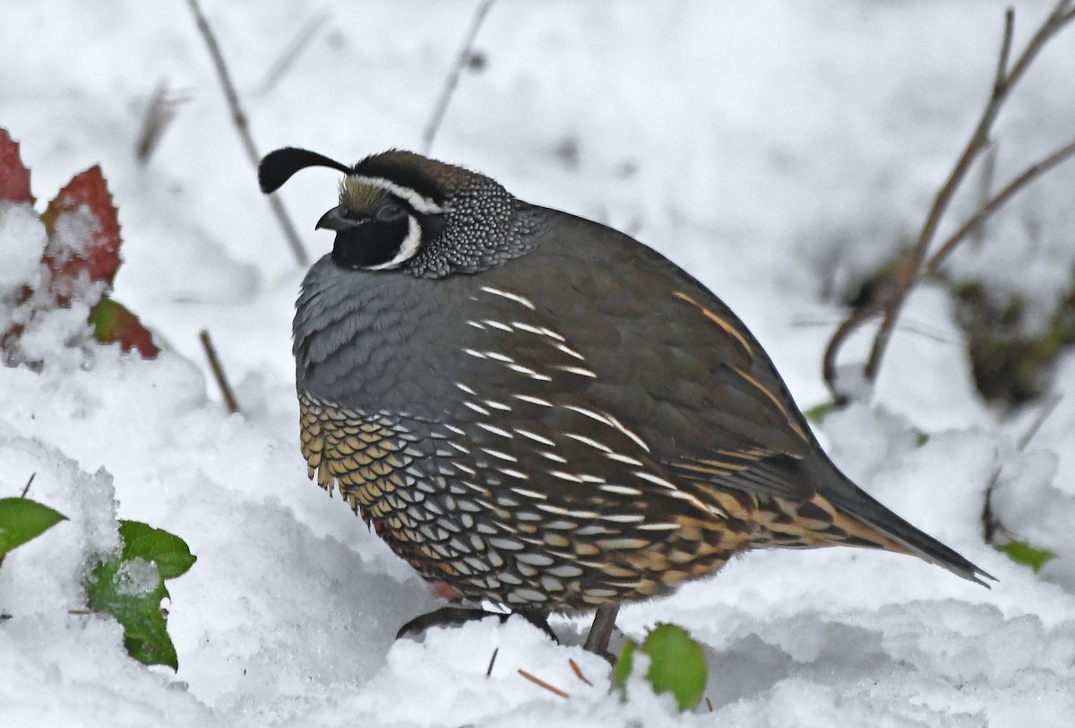 California Quail - MJ OnWhidbey