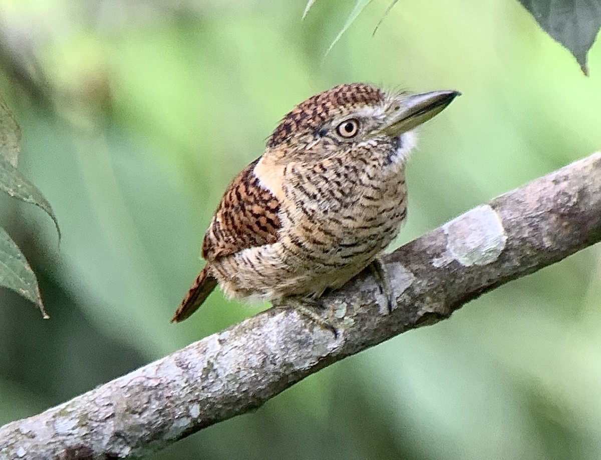 Barred Puffbird - ML199569931