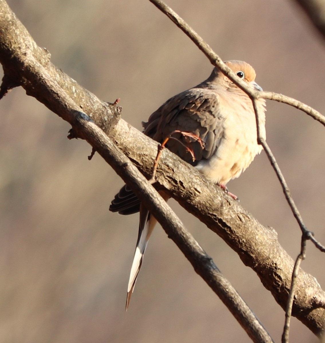 Mourning Dove - ML199571111