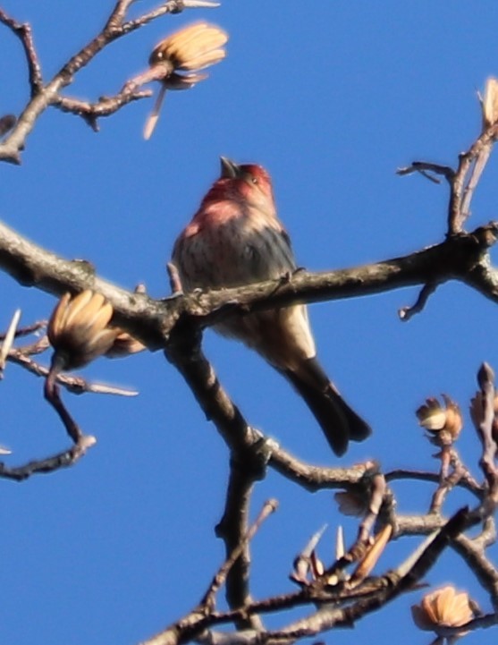 House Finch - ML199571991