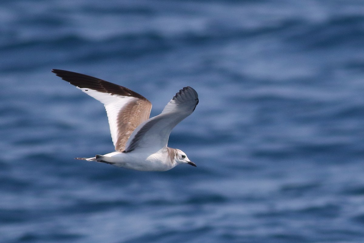 Sabine's Gull - Sean Williams