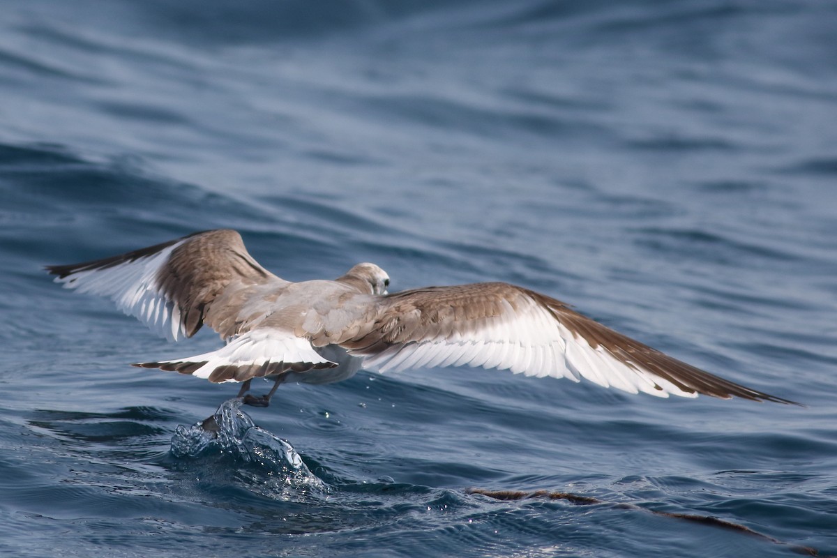 Sabine's Gull - Sean Williams
