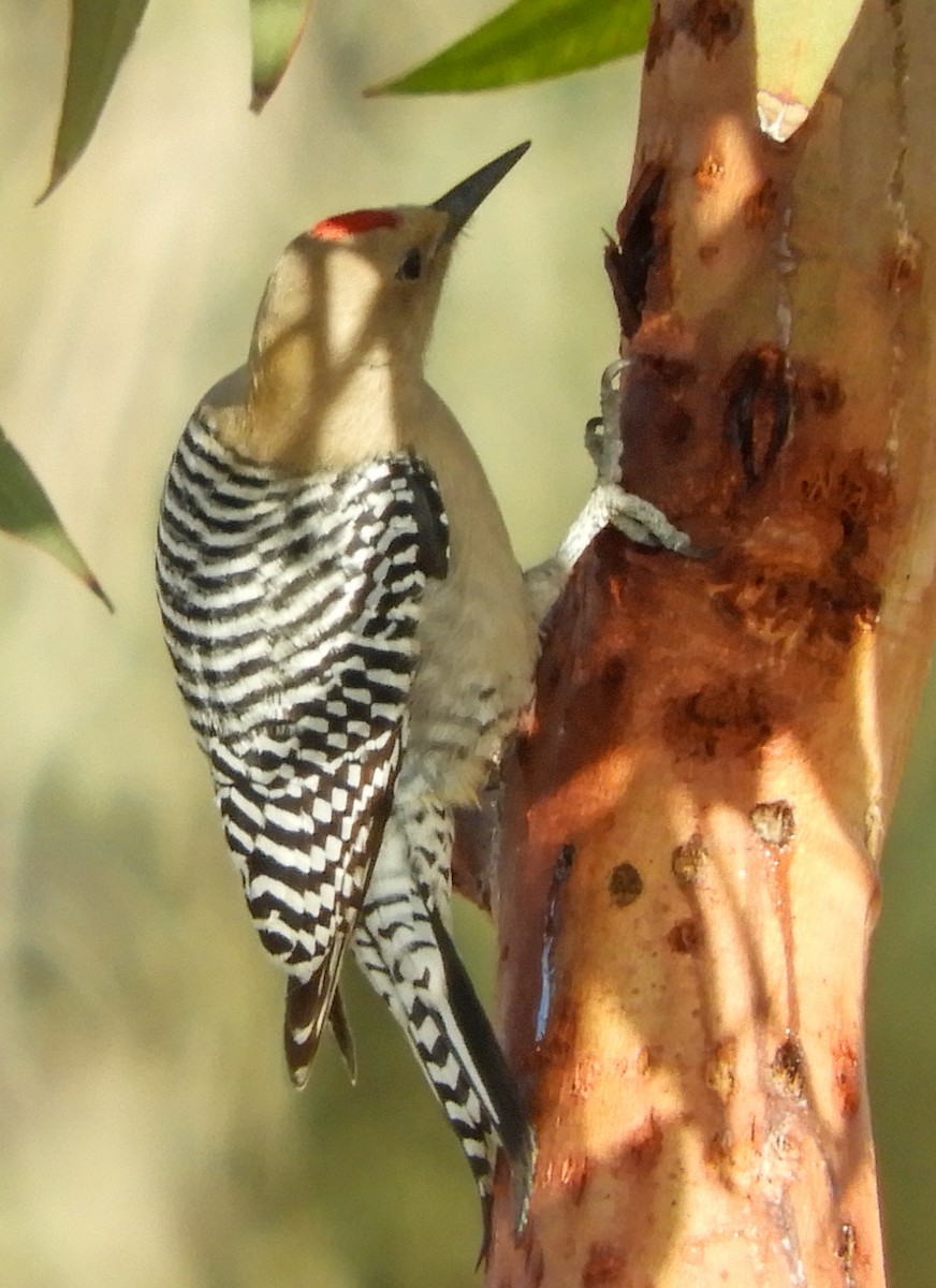 Gila Woodpecker - Ken Schneider