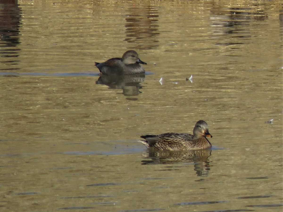 Gadwall - Patricia and Richard Williams