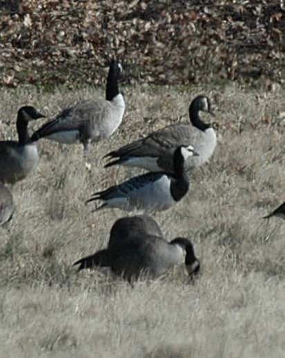 Barnacle Goose - ML199578401