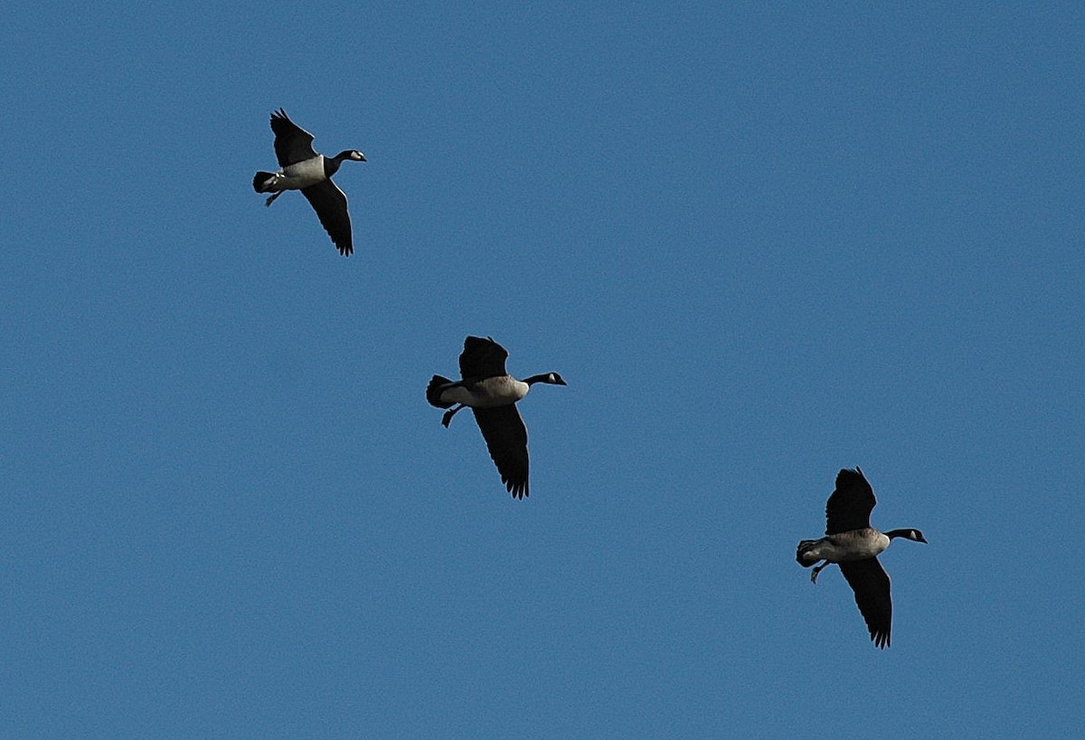 Barnacle Goose - ML199578431