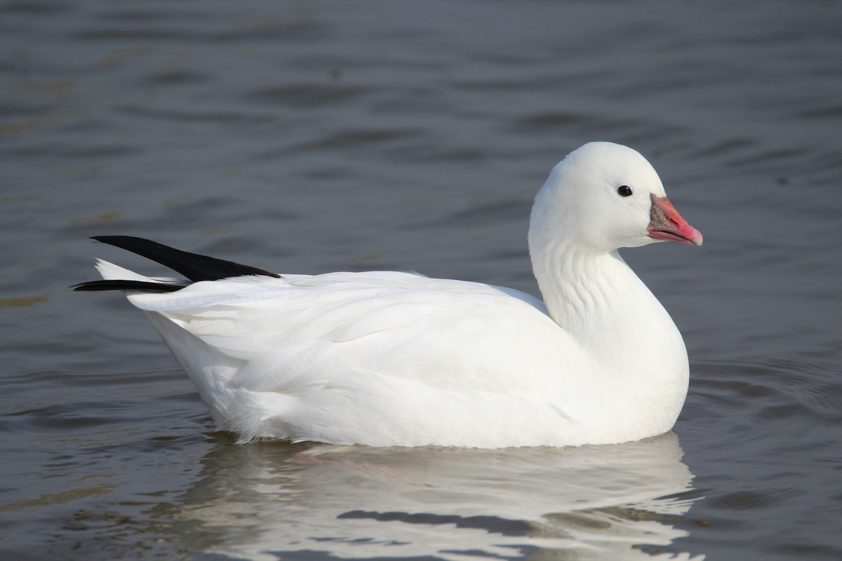 Ross's Goose - ML199578601