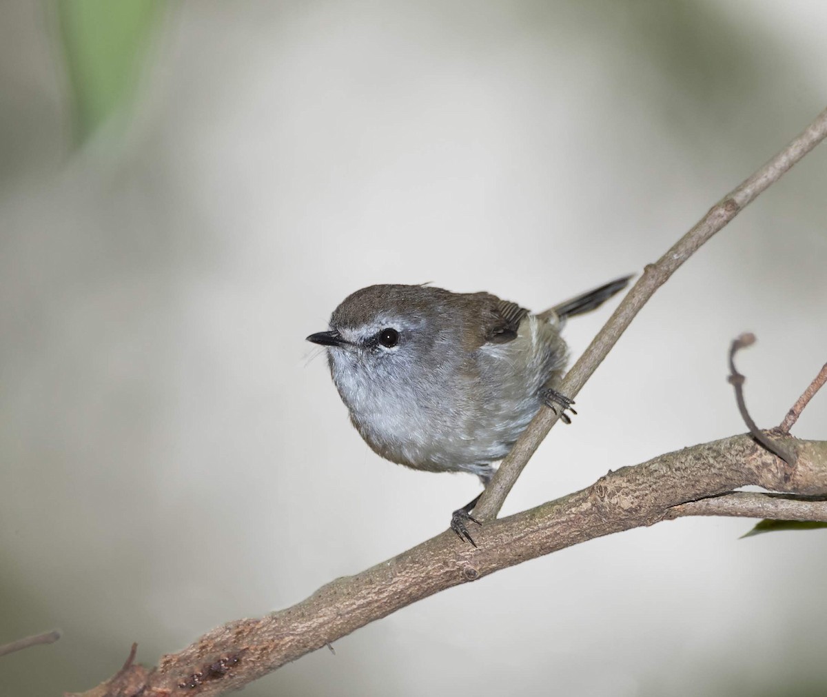 Brown Gerygone - ML199579541