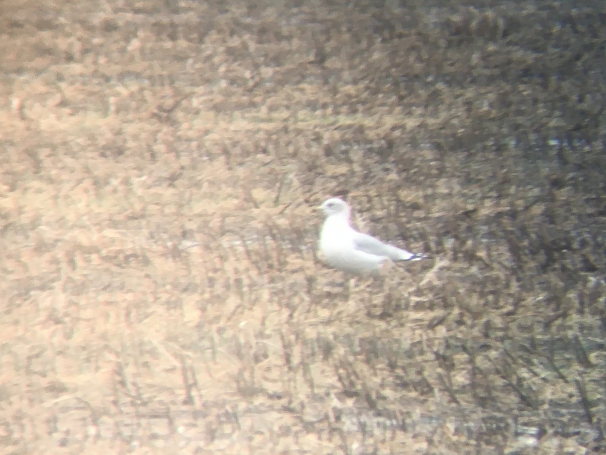 Ring-billed Gull - Dan Cowell