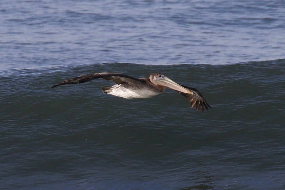 Brown Pelican - ML199580051