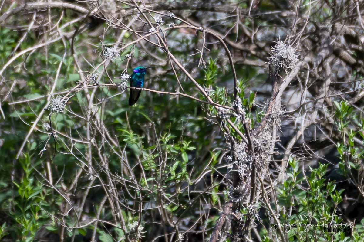 kolibřík modrolící - ML199580331