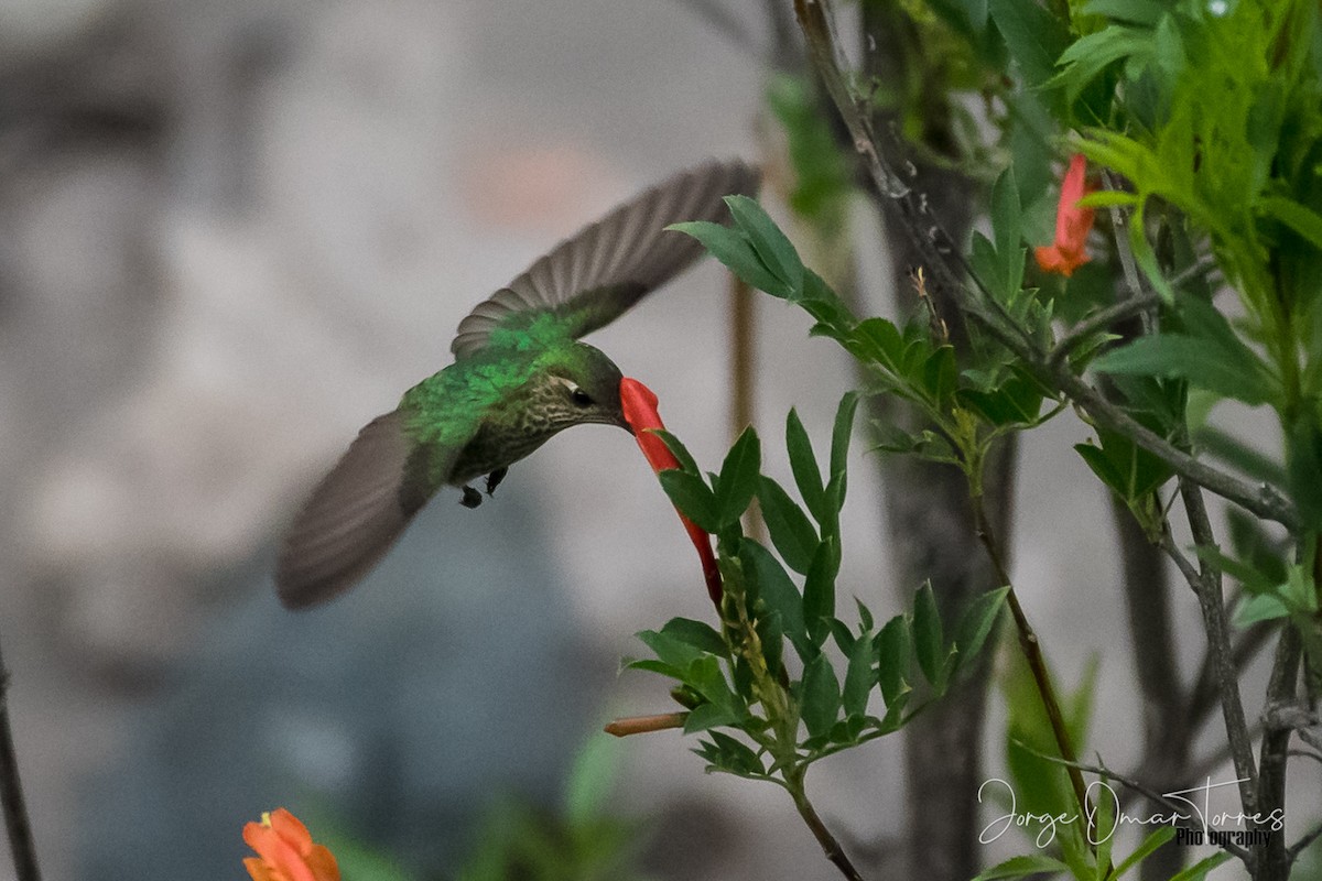 Red-tailed Comet - ML199580471