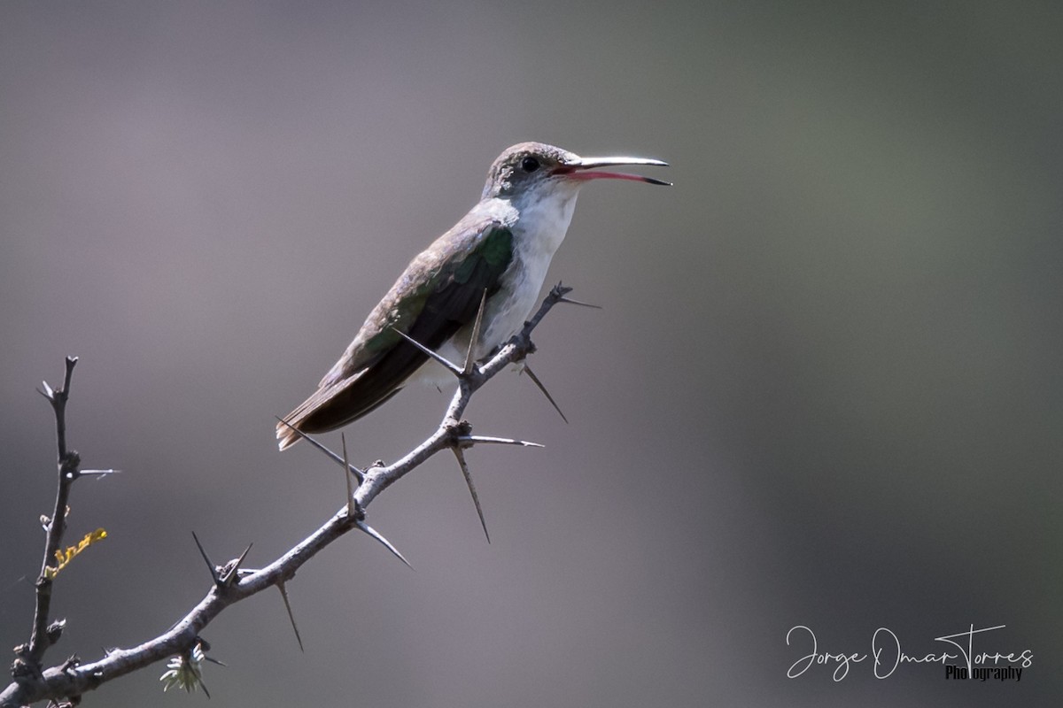 White-bellied Hummingbird - ML199580521