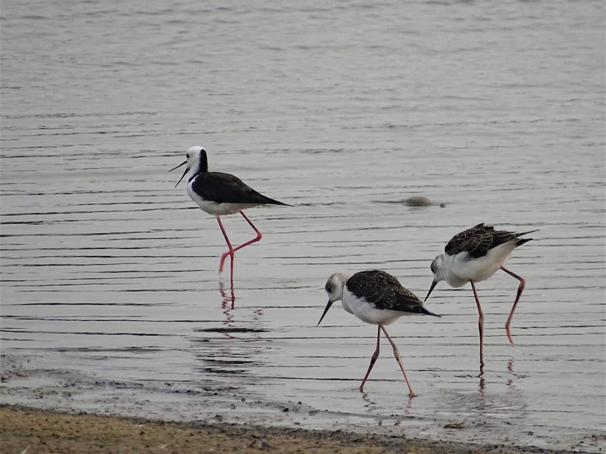 Pied Stilt - ML199580561