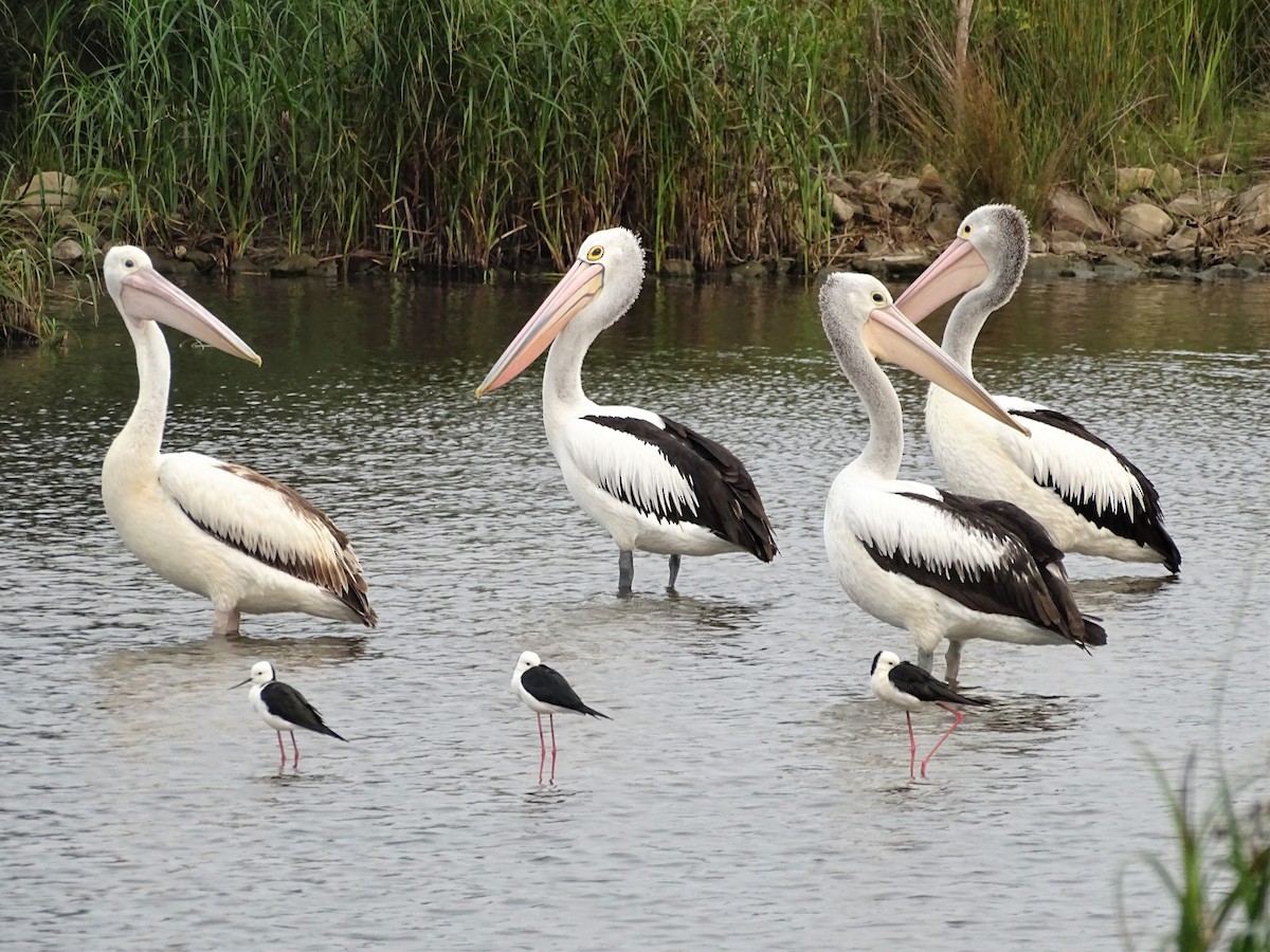 Pied Stilt - ML199580661