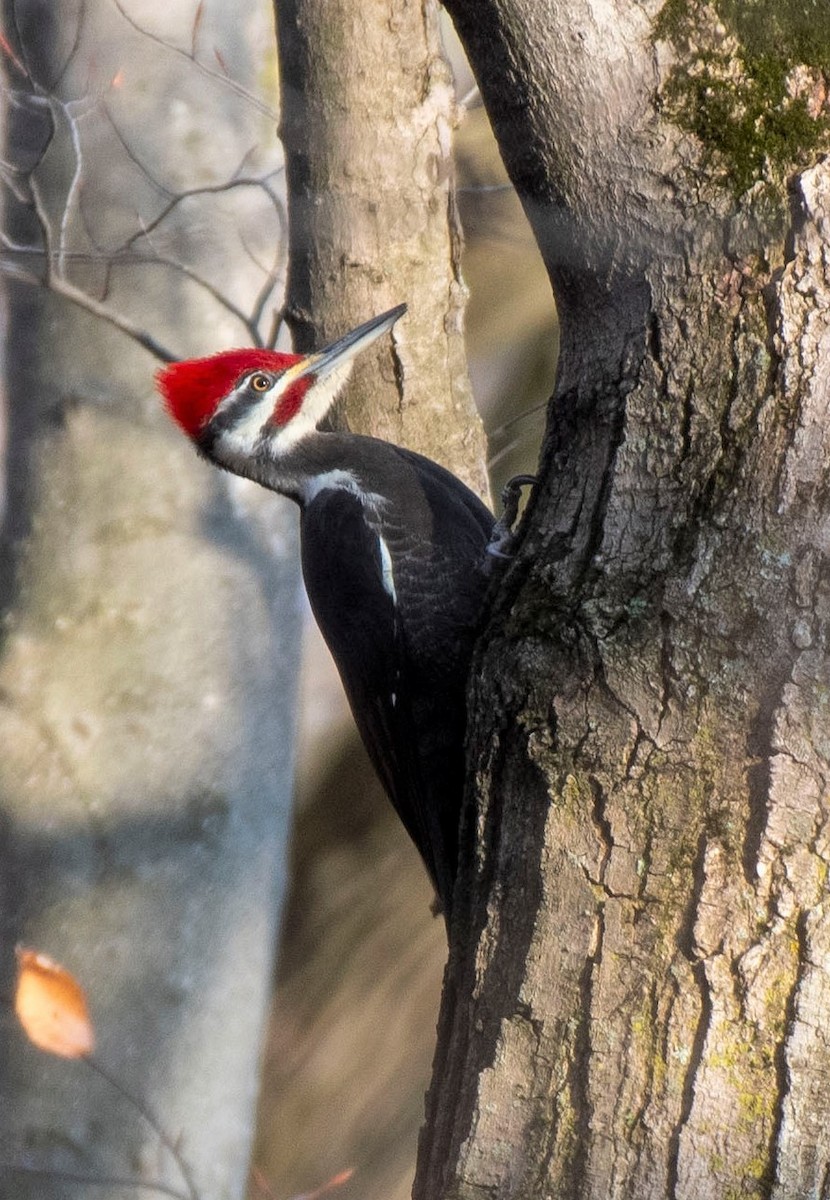 Pileated Woodpecker - Estela Quintero-Weldon