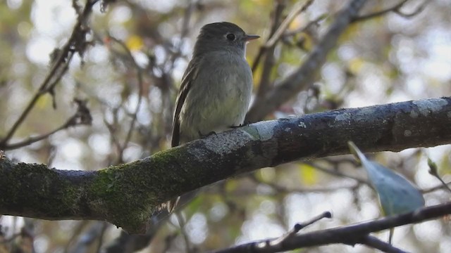 Hammond's Flycatcher - ML199581931