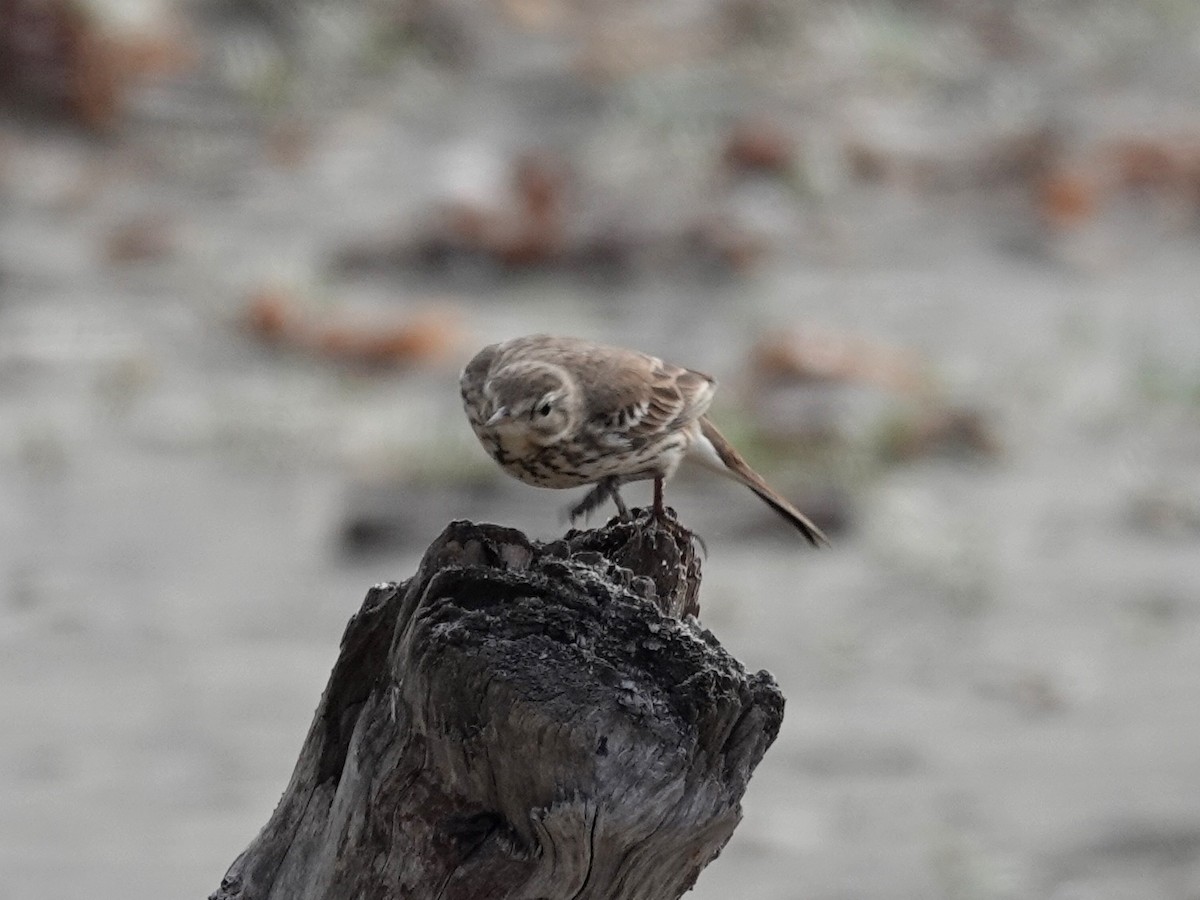 American Pipit - ML199582061