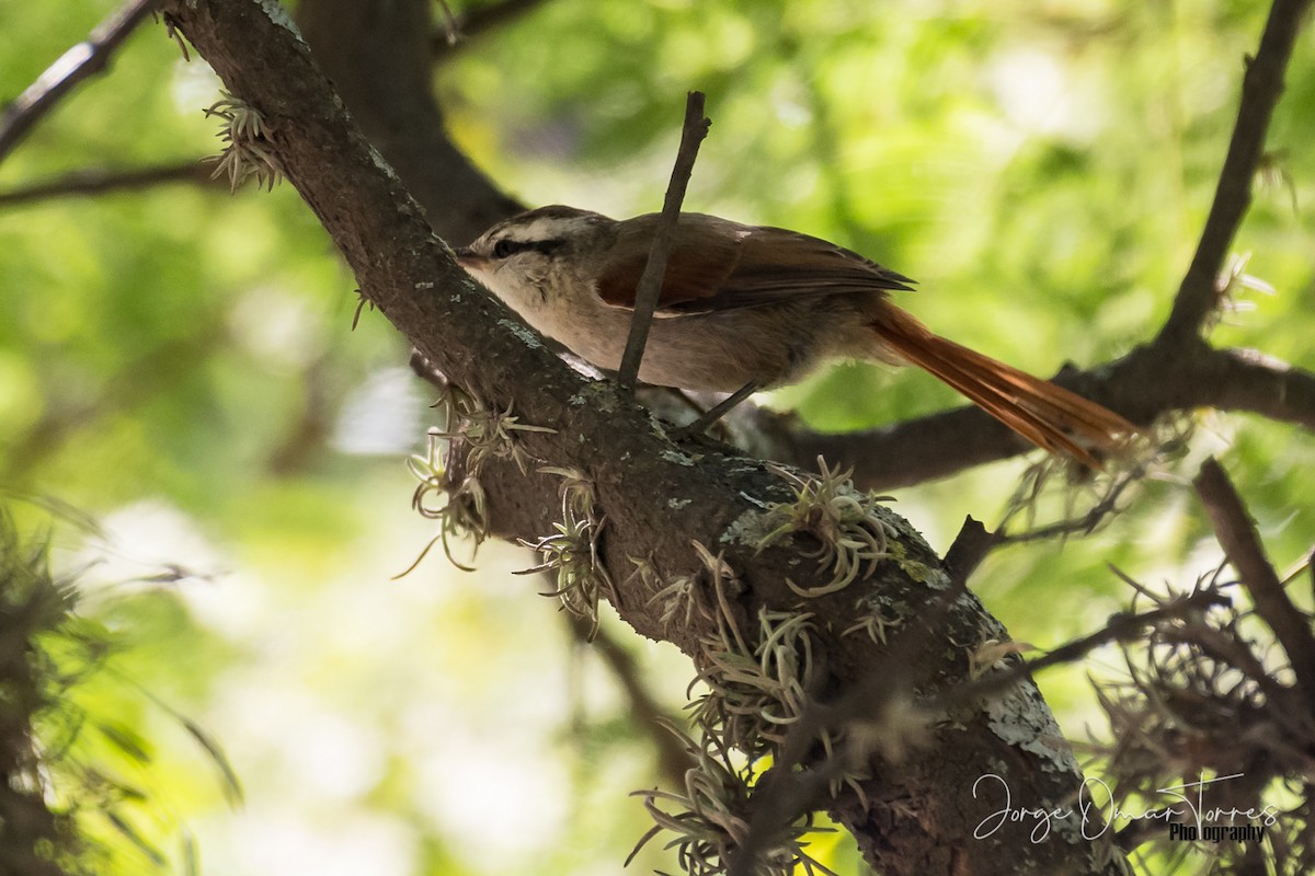 Stripe-crowned Spinetail - Jorge Omar Torres