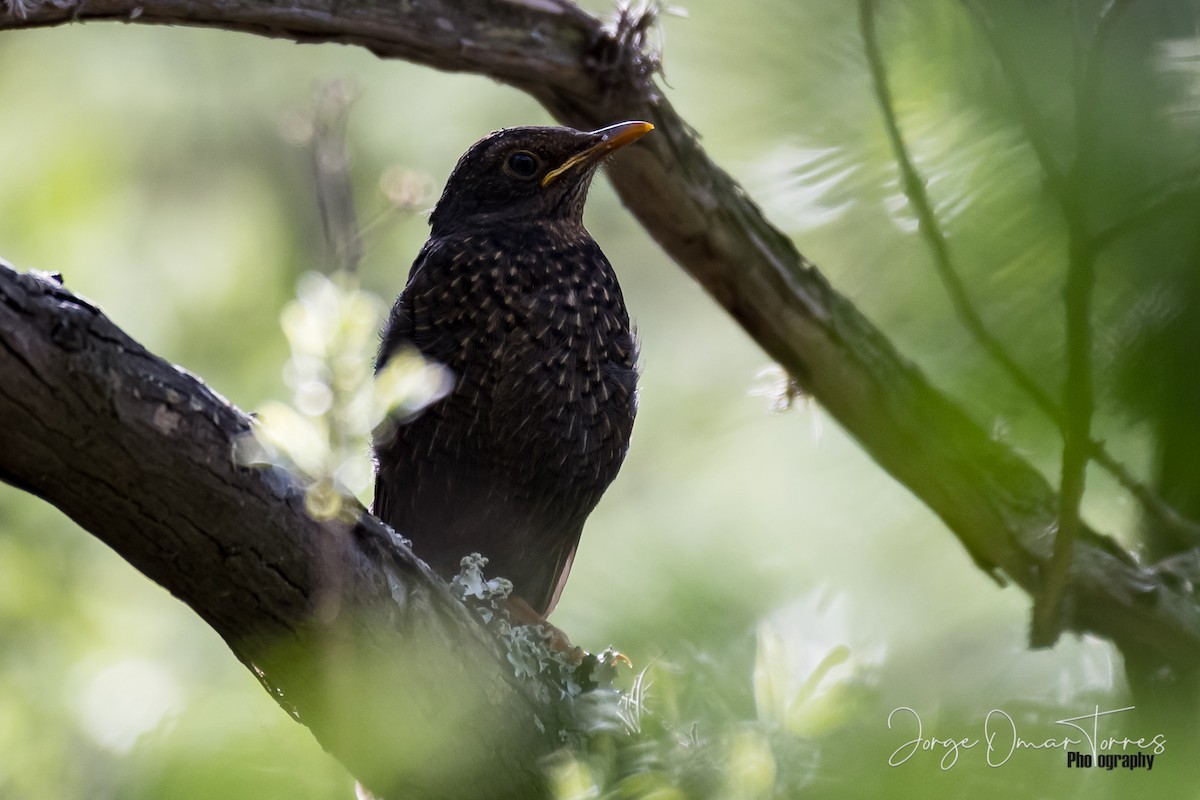 Chiguanco Thrush - ML199582341