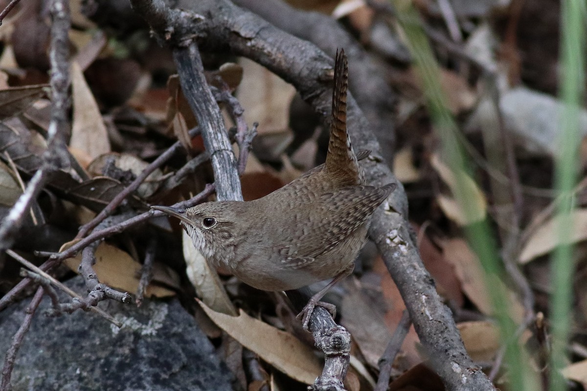 House Wren (Northern) - ML199582541