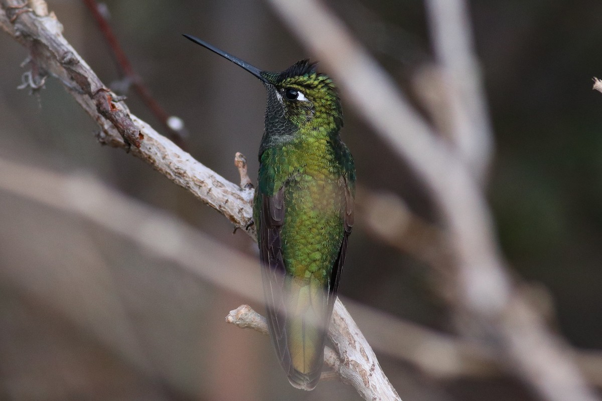 Rivoli's Hummingbird - Nick Tepper