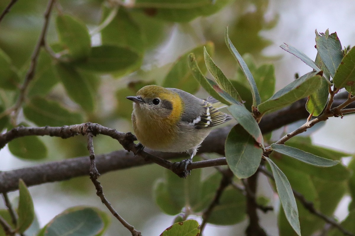 Olive Warbler - ML199582711