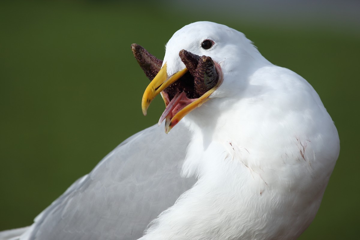 Glaucous-winged Gull - ML199583051