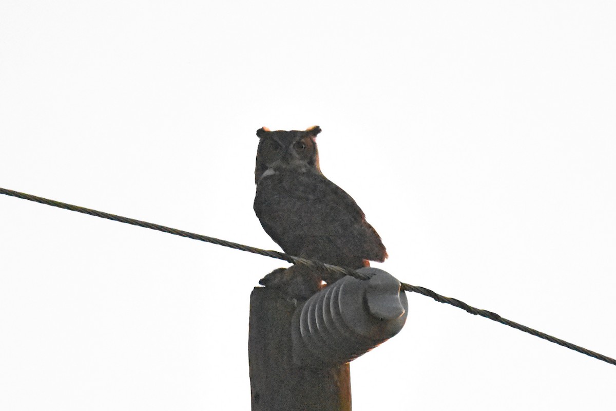 Great Horned Owl - ML199584271